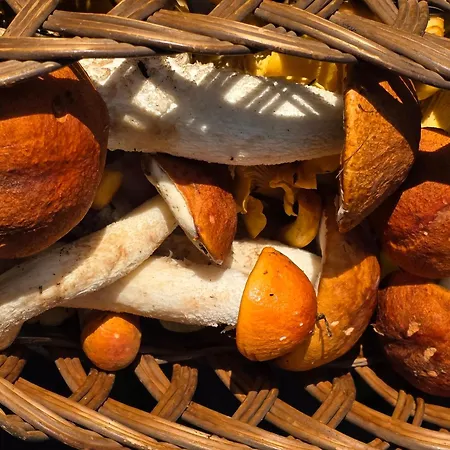 Utopia Dom Przy Winnicy Nowica