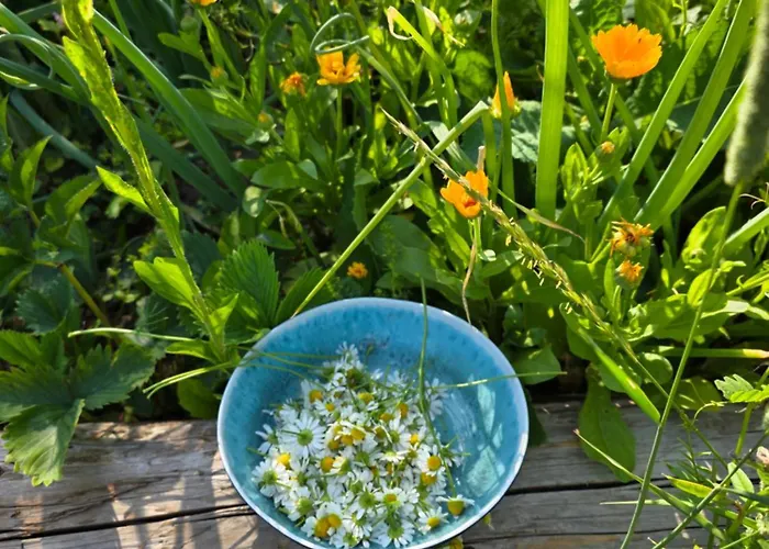 Utopia Dom Przy Winnicy *